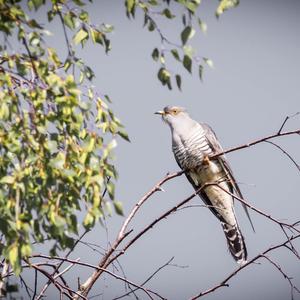 Common Cuckoo
