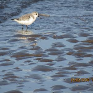Sanderling