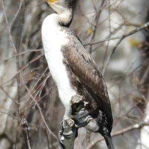 Kormoran