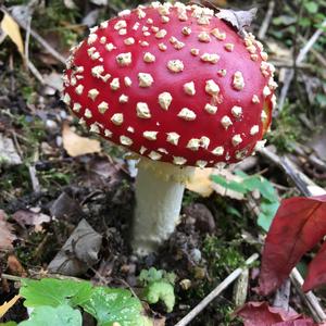 Fliegenpilz
