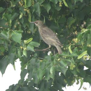 Common Starling