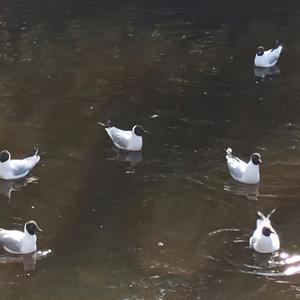 Lachmöwe