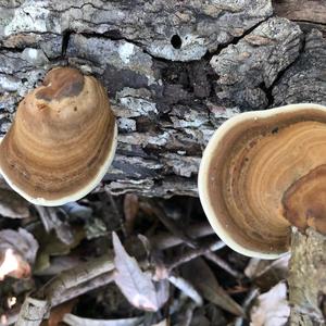 Unknown Species