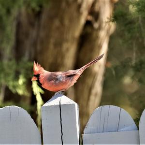 Northern Cardinal