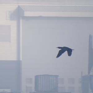 Kormoran