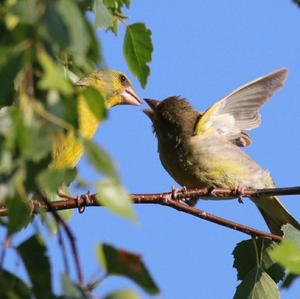 European Greenfinch