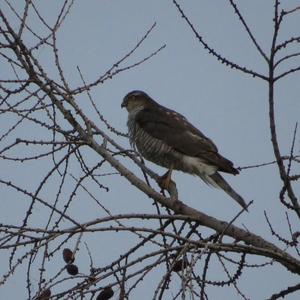 Eurasian Sparrowhawk