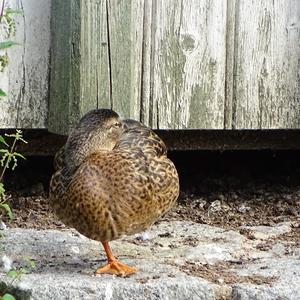 Mallard