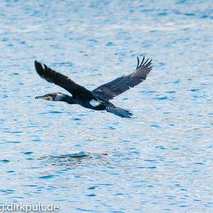 Kormoran