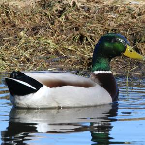 Stockente