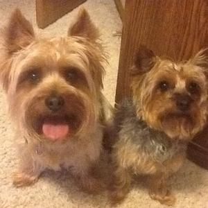 Silky Terrier
