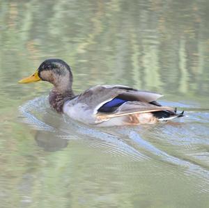 Mallard