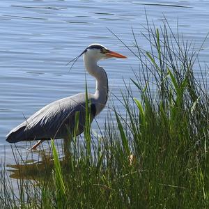 Grey Heron