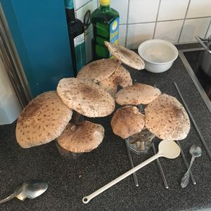 Parasol Mushroom