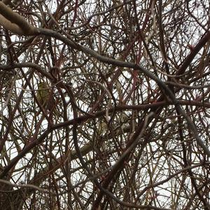 Eurasian Siskin
