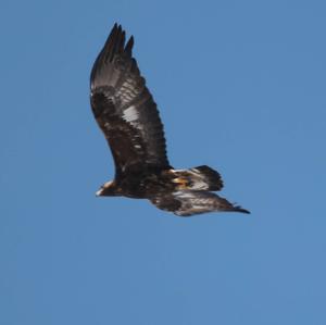 Golden Eagle
