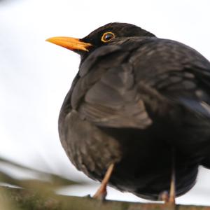 Amsel