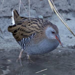 Water Rail