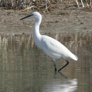 Little Egret