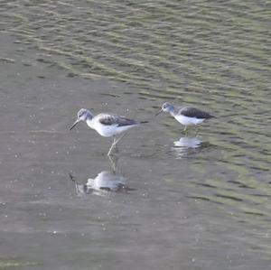 Common Greenshank
