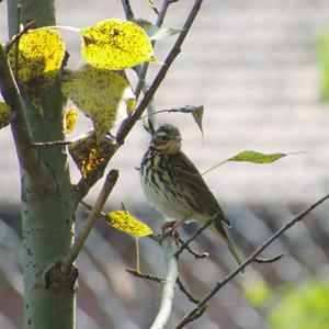Olive-backed Pipit