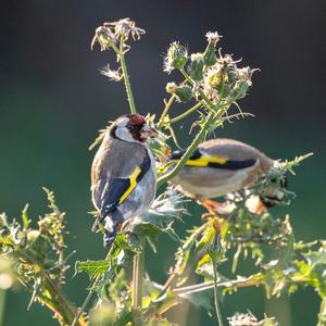European Goldfinch