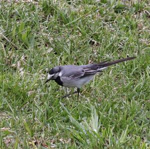 White Wagtail
