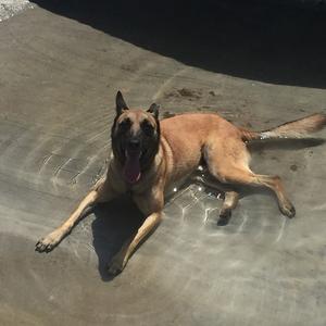 Belgian Malinois