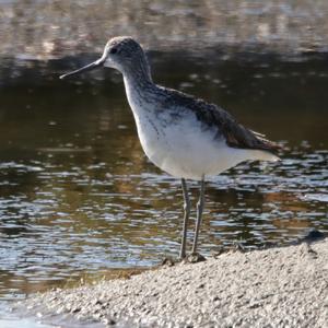 Common Greenshank