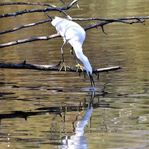 Little Egret