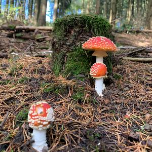 Fly Agaric