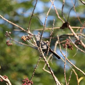 Katzenvogel