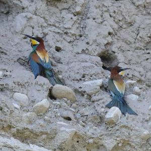 European Bee-eater