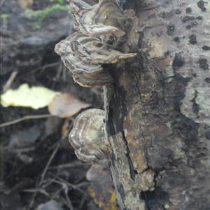 Turkey-tail