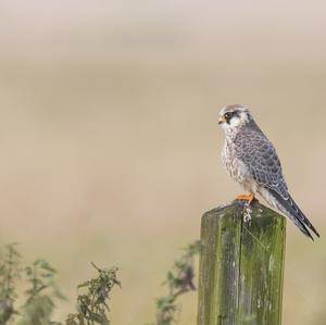 Red-footed Falcon