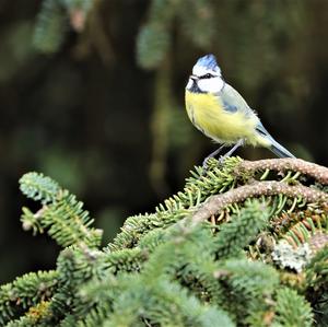 Blue Tit