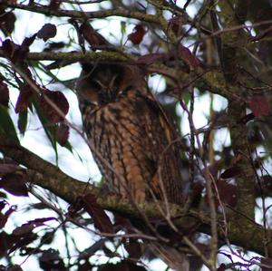 Eurasian Eagle-owl