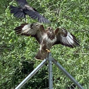 Mäusebussard