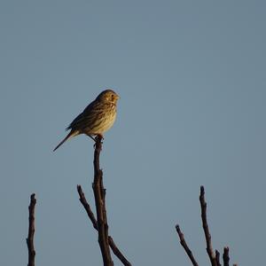 Corn Bunting