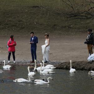 Höckerschwan