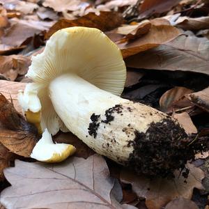 Yellow-ochre Russula