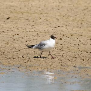 Black-headed Gull