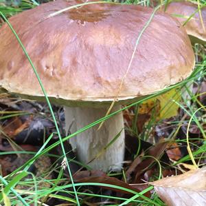 King Bolete