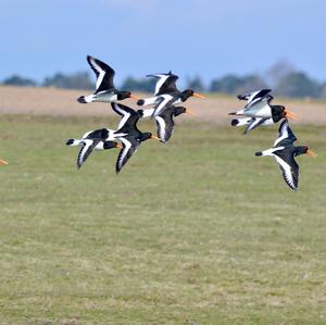 Eurasian Oystercatcher