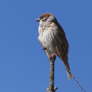 Feldsperling