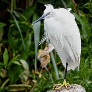 Little Egret