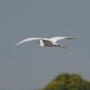 Little Egret
