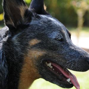 Australian Cattle Dog