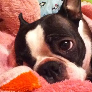Boston Terrier