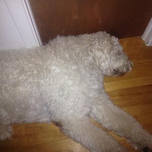 Unknown Breed